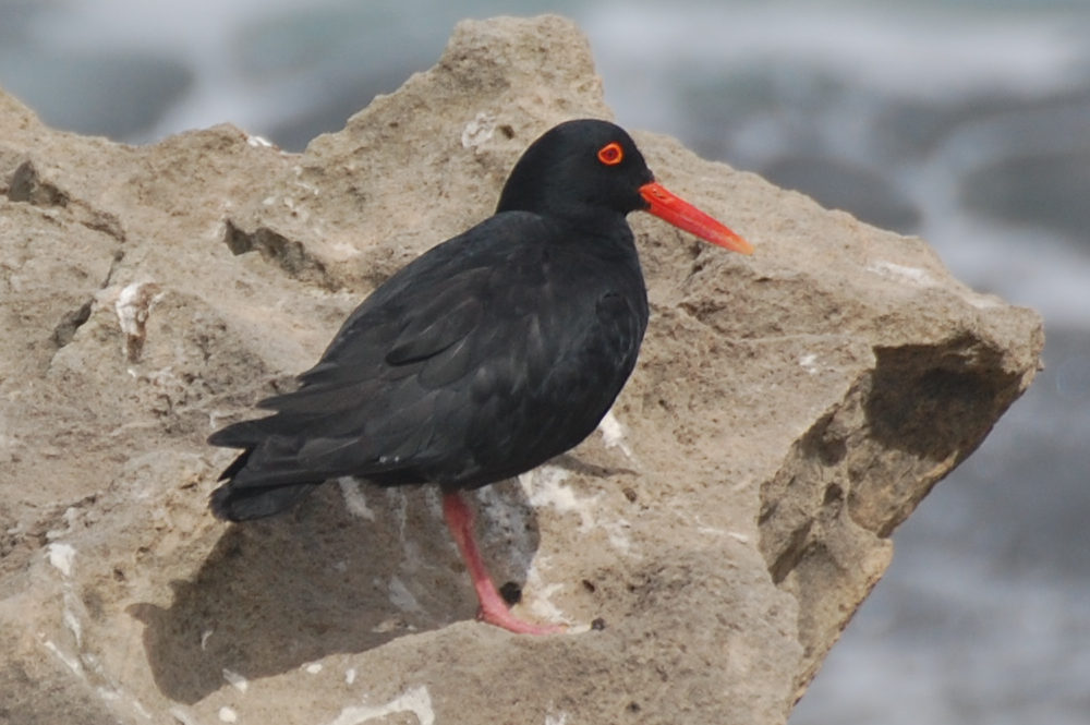 dal Sud Africa: Beccaccia di mare africana (Haematopus moquini)